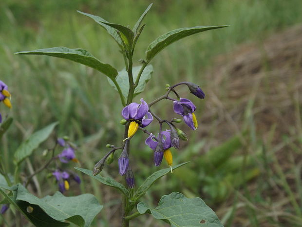 ľuľok sladkohorký Solanum dulcamara L.