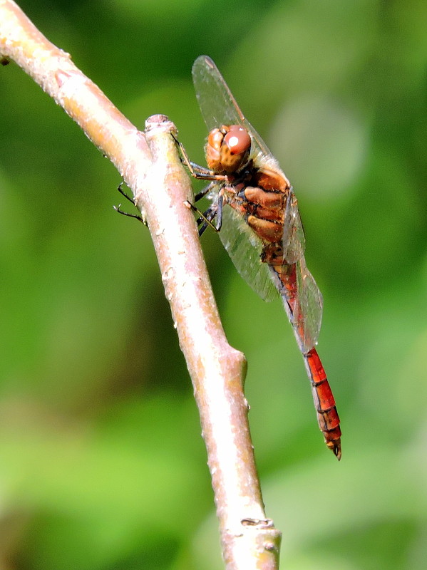 vážka obyčajná  Sympetrum vulgatum