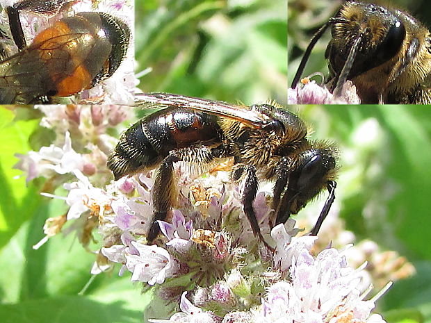 pískorypka nachová Andrena rosae