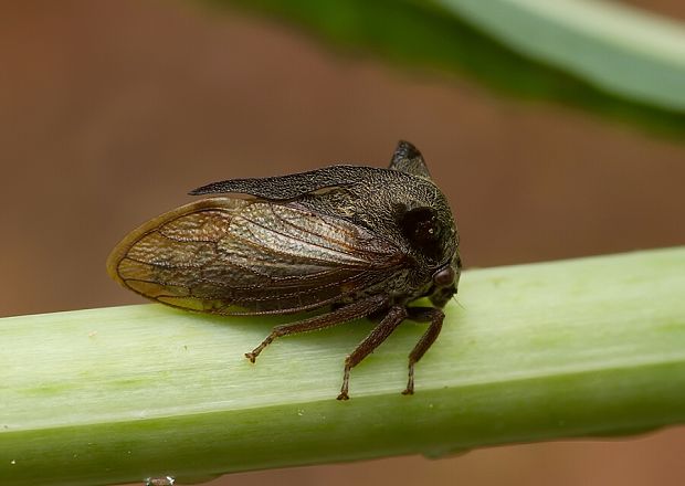 tŕňovka liesková Centrotus cornutus