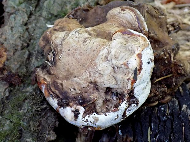 práchnovec kopytovitý Fomes fomentarius (L.) J.J. Kickx