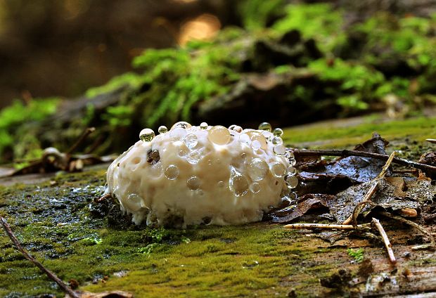 práchnovček pásikavý Fomitopsis pinicola (Sw.) P. Karst.