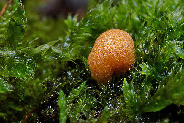 vlčinka Lycogala sp.