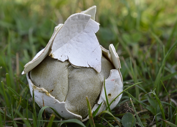 rozpadavec dlabaný Lycoperdon utriforme Bull.