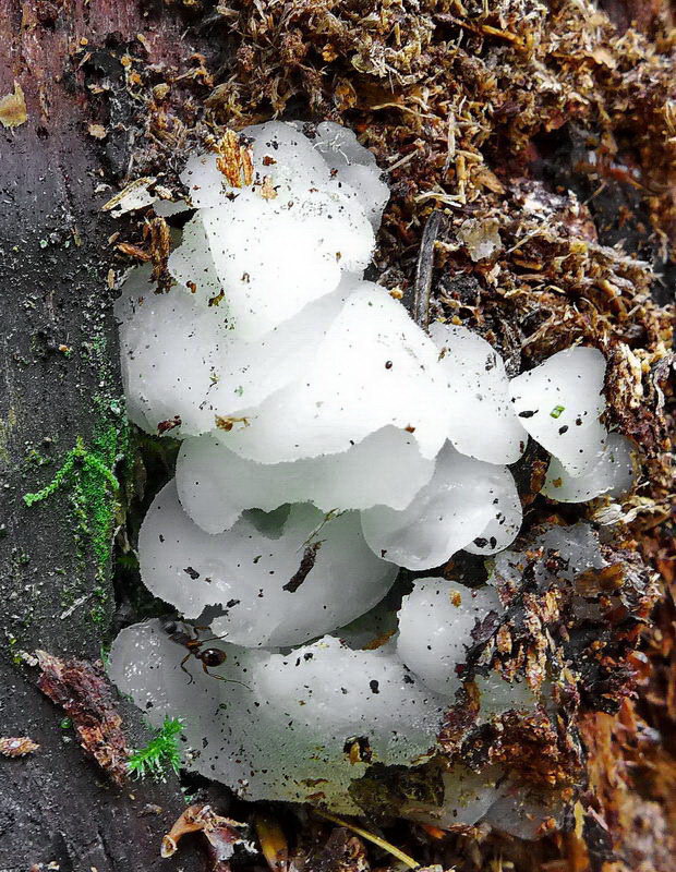 pajelenka želatínová Pseudohydnum gelatinosum (Scop.) P. Karst.