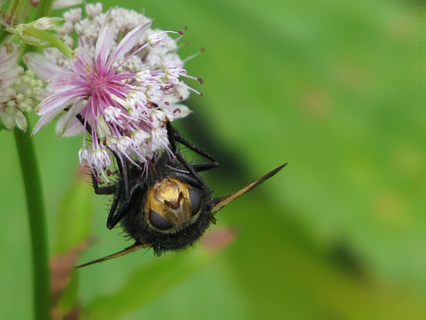 bystruša / kuklice největší (cz) Tachina grossa Linnaeus, 1758