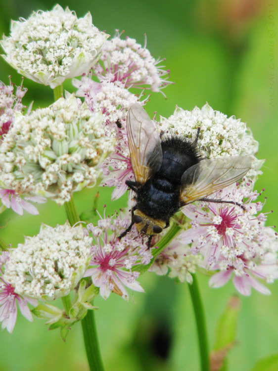 bystruša / kuklice největší (cz) Tachina grossa Linnaeus, 1758