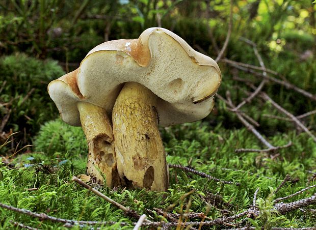 podhríb žlčový Tylopilus felleus (Bull.) P. Karst.