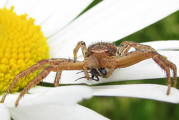 běžník  Xysticus cristatus