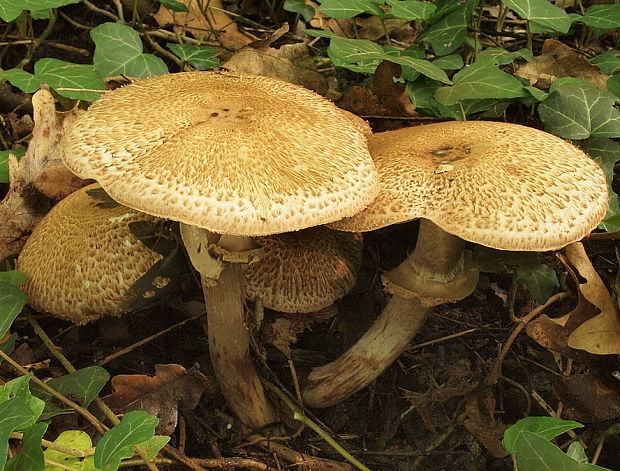 pečiarka trsovitá Agaricus bohusii Bon