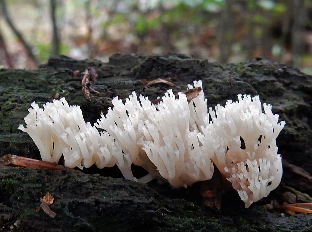 korunovec svietnikovitý Artomyces pyxidatus (Pers.) Jülich