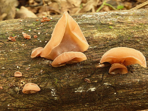 uchovec bazový Auricularia auricula-judae (Bull.) Quél.