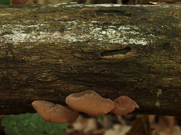 uchovec bazový Auricularia auricula-judae (Bull.) Quél.