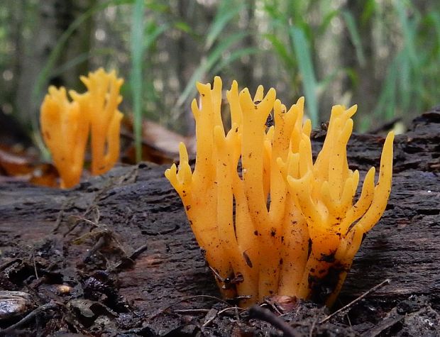 parôžkovec lepkavý Calocera viscosa (Pers.) Fr.