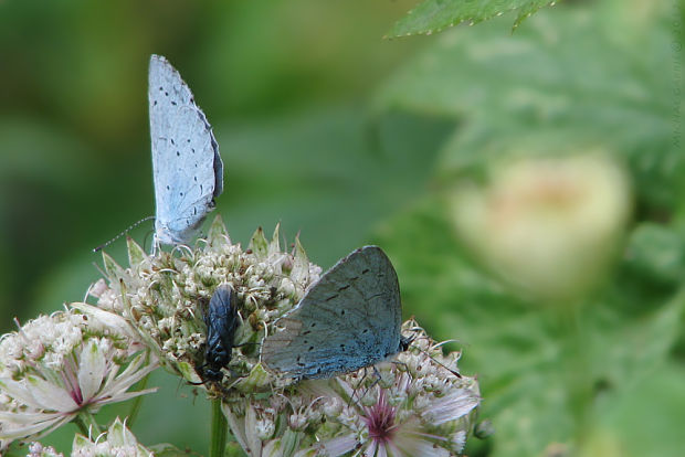 modráčik krušinový Celastrina argiolus Linnaeus 1758