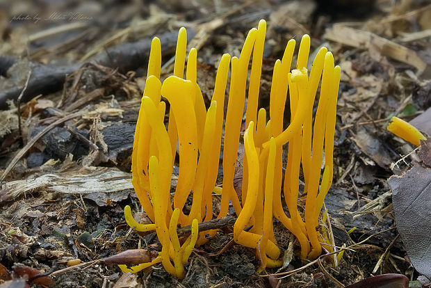 pakonárovka Clavulinopsis sp.