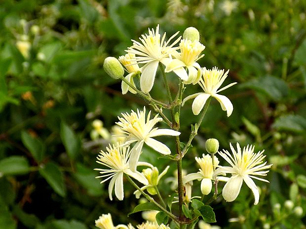 plamienok plotný Clematis vitalba L.