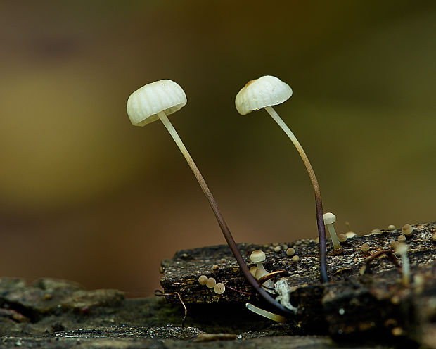 tanečnica golieriková Marasmius rotula (Scop.) Fr.