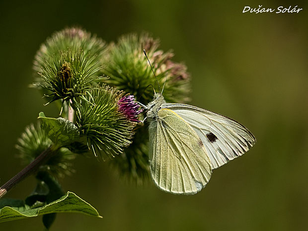 mlynárik kapustový Pieris brassicae