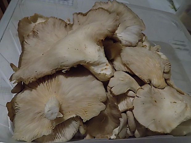 hliva buková Pleurotus pulmonarius (Fr.) Quél.