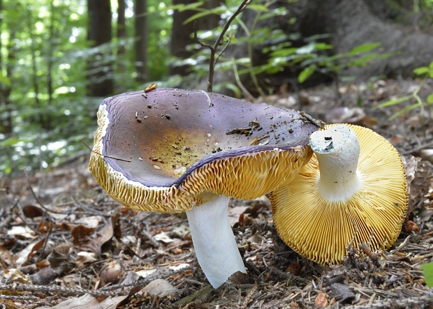 plávka Russula sp.