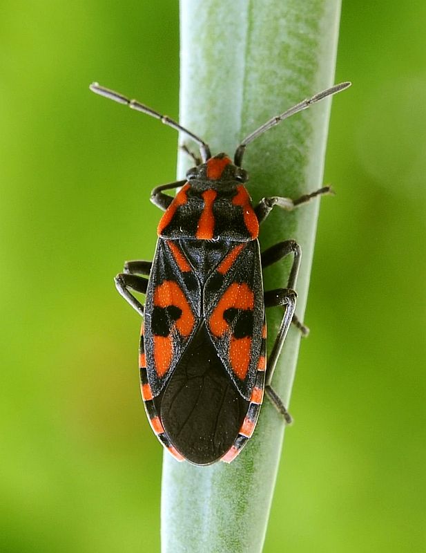 behavka skalná Spilostethus saxatilis