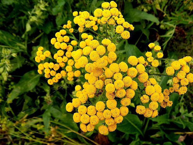 vratič obyčajný Tanacetum vulgare L.