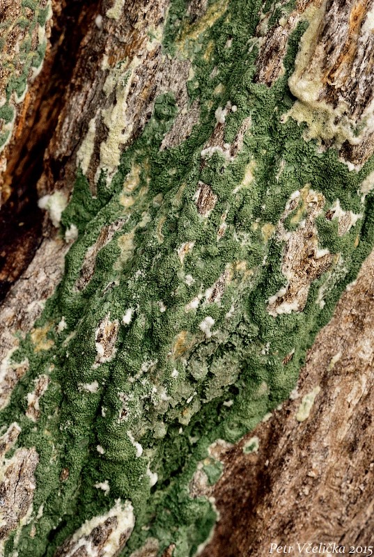 trichoderma Trichoderma sp.