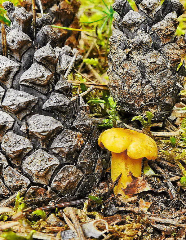 kuriatko jedlé Cantharellus cibarius Fr.