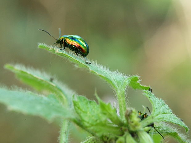 liskavka dúhová Chrysolina fastuosa