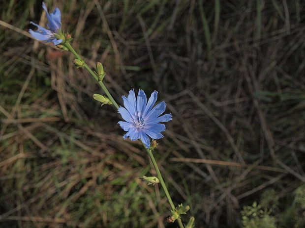 čakanka obyčajná Cichorium intybus L.