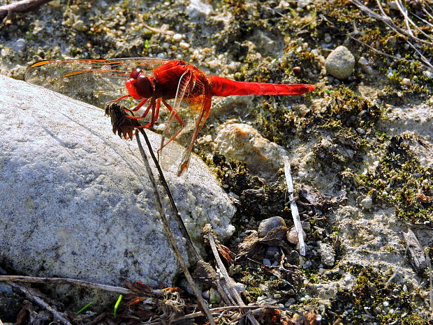 vážka Crocothemis erythraea