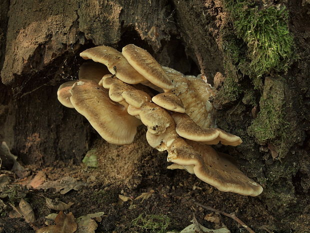 vejárovec obrovský Meripilus giganteus (Pers.) P. Karst.