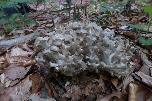 trúdnik klobúčkatý Polyporus umbellatus (Pers.) Fr.