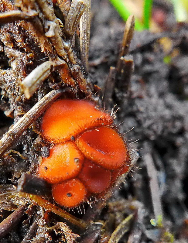 štítovnička Scutellinia sp.