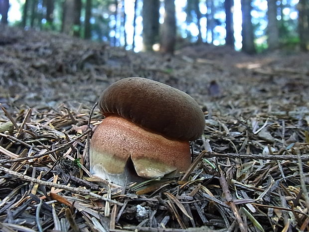 hríb zrnitohlúbikový Sutorius luridiformis (Rostk.) G. Wu & Zhu L. Yang