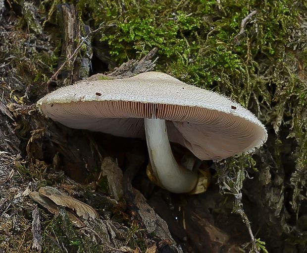 pošvovec stromový Volvariella bombycina (Schaeff.) Singer