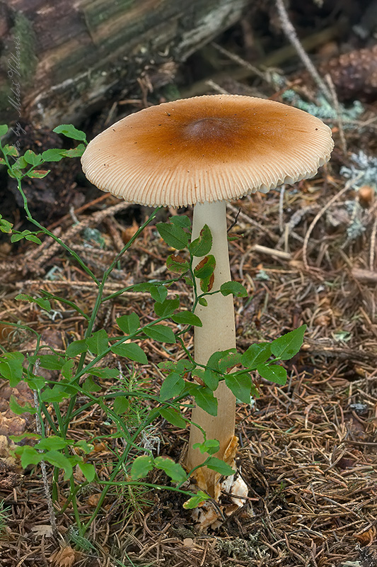 muchotrávka plavohnedá Amanita fulva Fr.