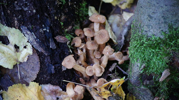 podpňovka Armillaria sp.