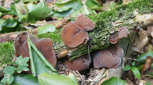 uchovec bazový Auricularia auricula-judae (Bull.) Quél.