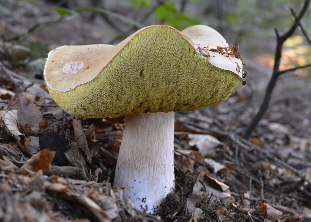 hríb smrekový Boletus edulis Bull.