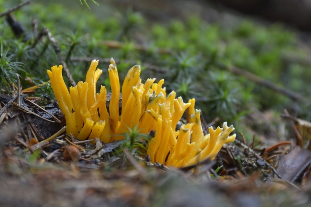 parôžkovec lepkavý Calocera viscosa (Pers.) Fr.