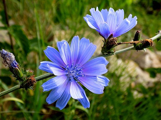 čakanka obyčajná Cichorium intybus L.