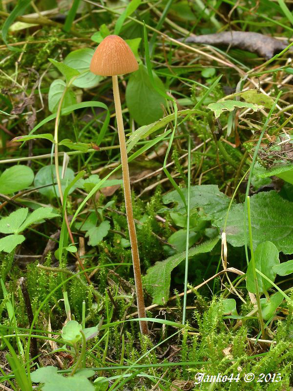 kapucňovec  Conocybe sp.