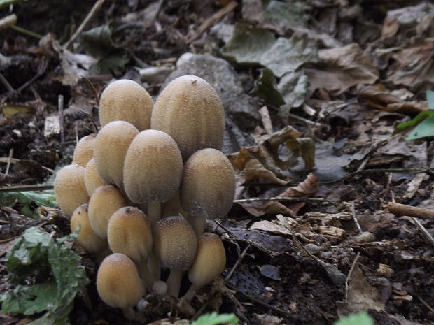 hnojník Coprinopsis tuberosa (Quél.) Doveri, Granito & Lunghini