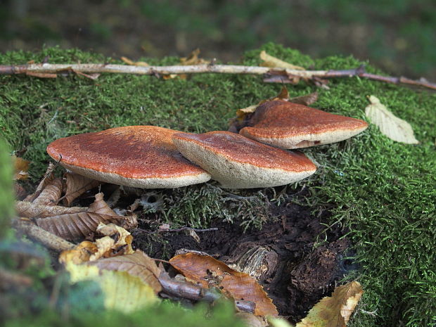 pečeňovec dubový Fistulina hepatica (Schaeff.) With.