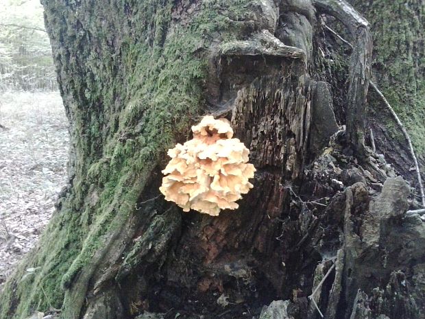 sírovec obyčajný Laetiporus sulphureus (Bull.) Murrill