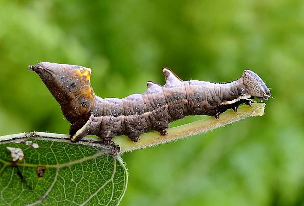 chochlatka vrbová Notodonta ziczac Linaeus, 1758