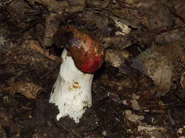 plávka Russula sp.