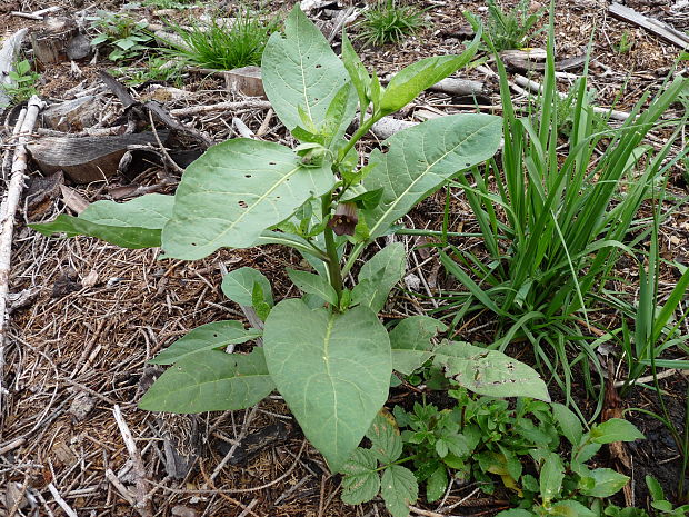 ľuľkovec zlomocný Atropa bella-donna L.